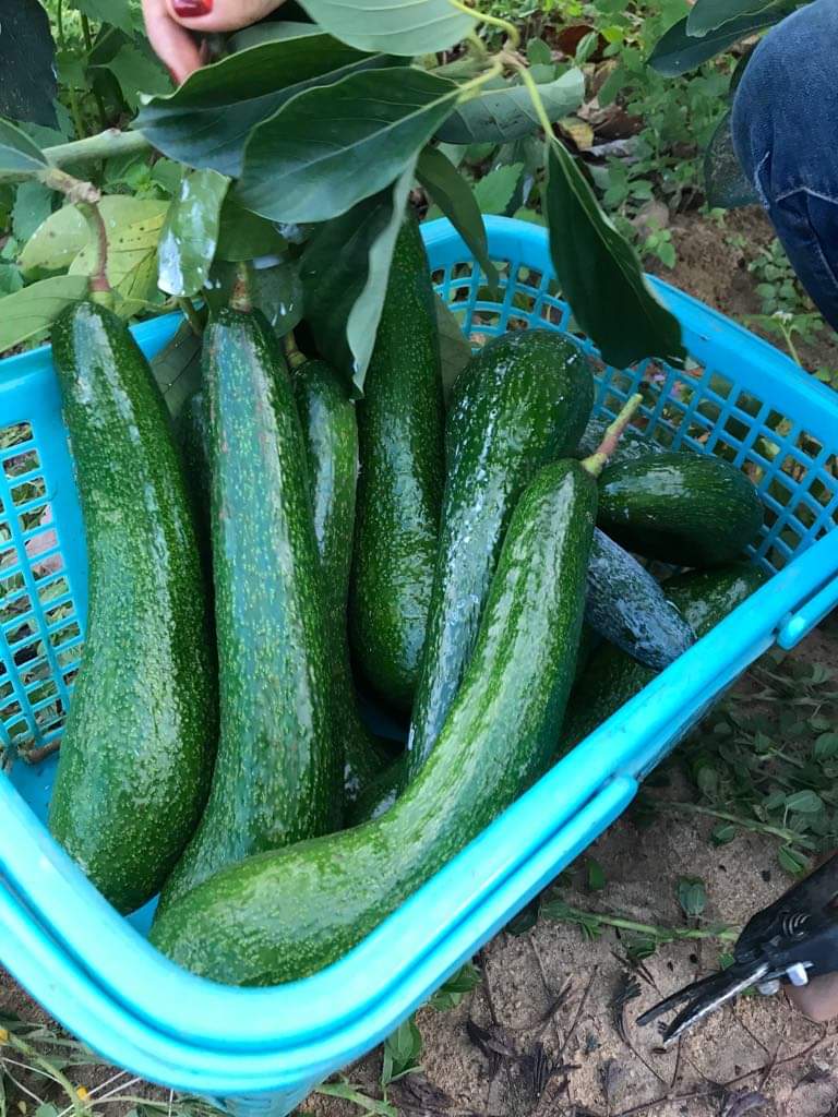 LIÊN KẾT SẢN SUẤT- HƯỚNG ĐI CỦA HỢP TÁC XÃ BẮC TÂY NGUYÊN FARM