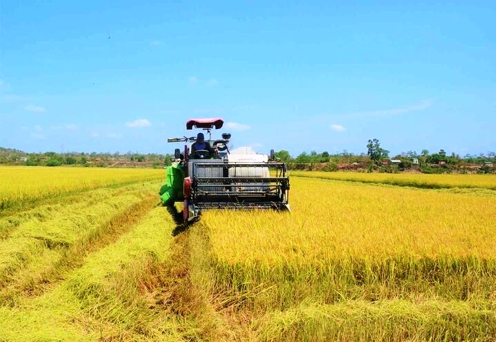 Việt Nam: Nhiều hoạt động xúc tiến xây dựng Thương hiệu gạo quốc gia